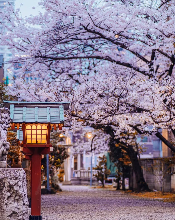Cherry blossoms and a lantern in Tokyo