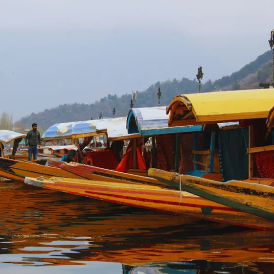 Shikara boats on Dal Lake, Kashmir
