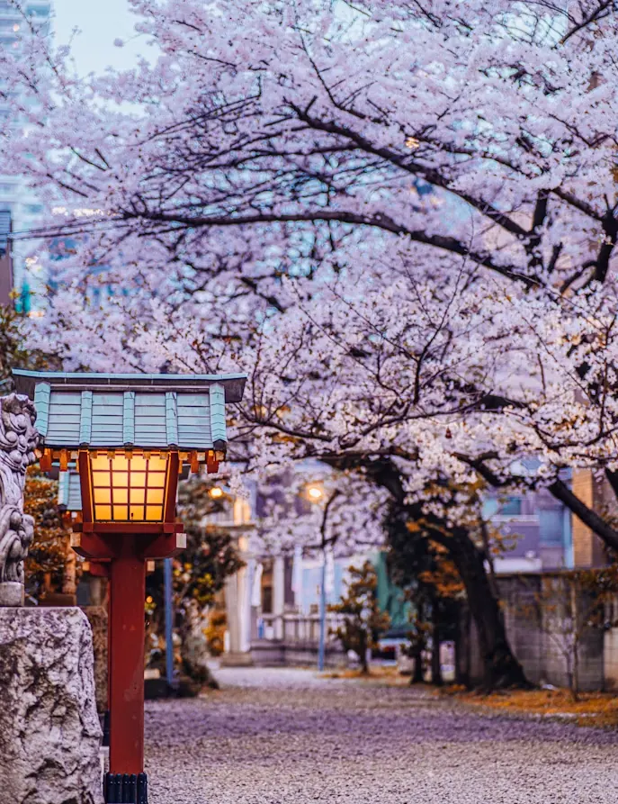 Cherry blossoms over a red shrine lantern in Tokyo, Japan