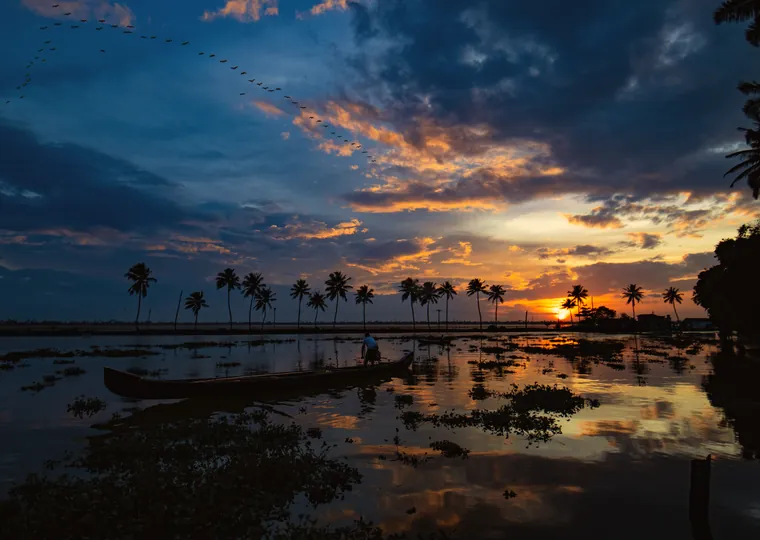 Sunset over coconut palms and the Kerala backwaters