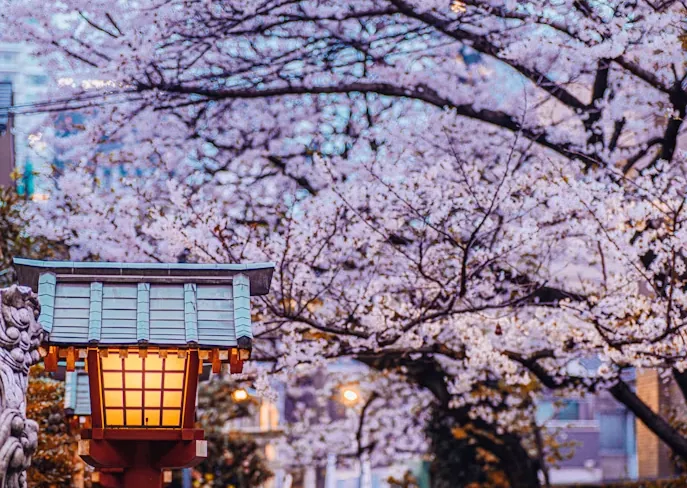 Cherry blossom trees and a shrine lantern in Tokyo